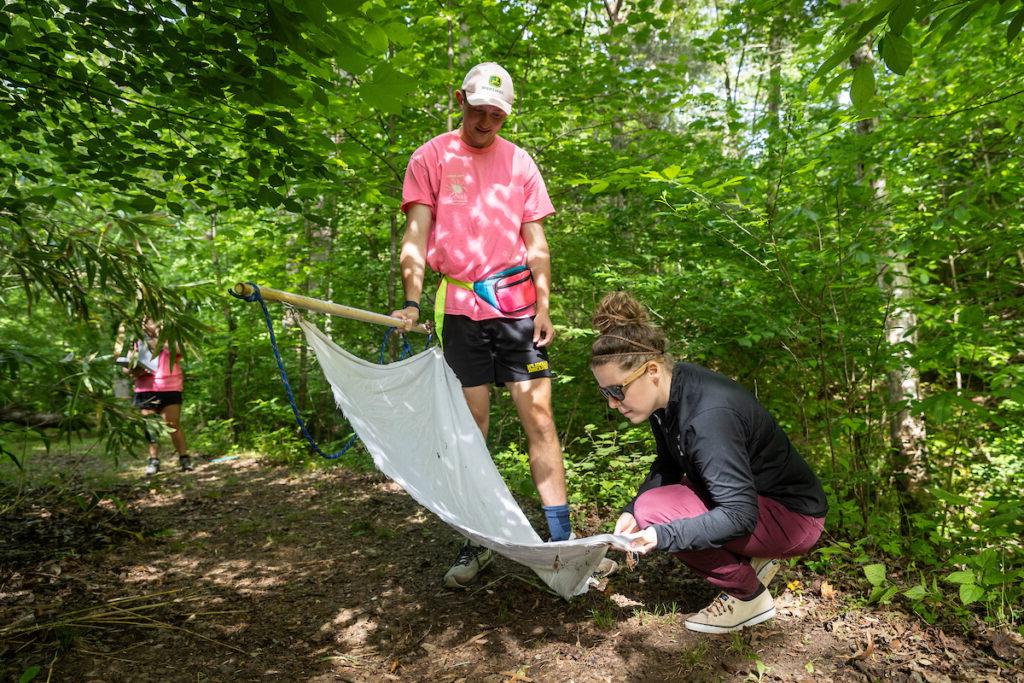 Professor Erin Heller knees, looking for ticks on the cloth Ethan Caldwell is dragging across the ground to collect ticks. They are standing on a trail, surrounded by trees.